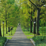 Image of a path with trees and grass