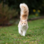 Photo of a ginger cat with a long tail