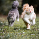 Picture of 2 cats running