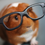 Photo of a guinea pig wearing glasses to represent soft intelligence
